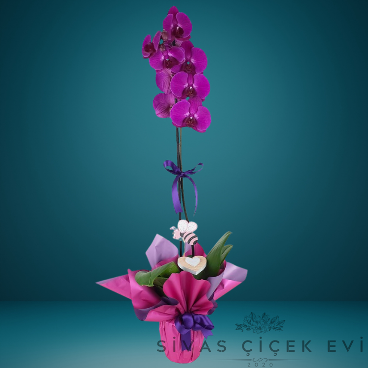 Orkide - Fuşya Tek Dal
